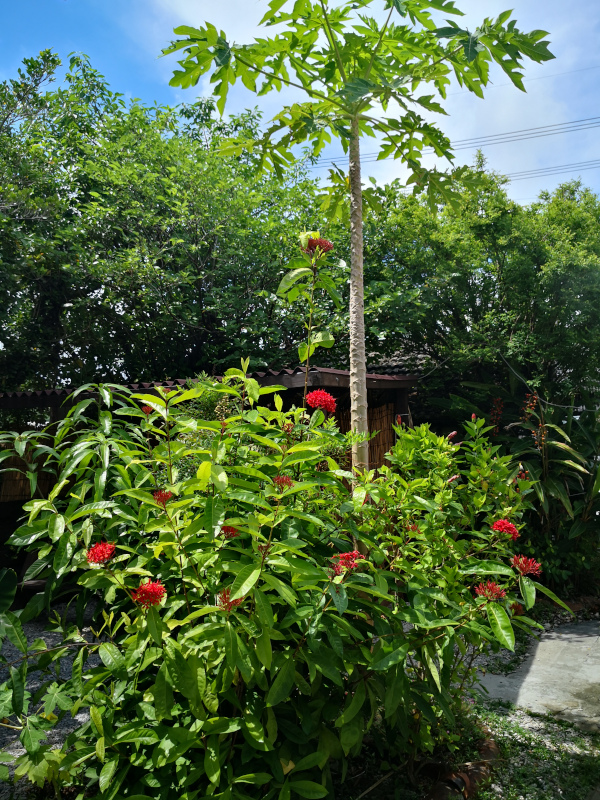ちゅるげーそばの庭のパパイヤの木と花「サンダンカ」