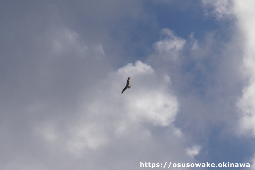 ウクの浜を舞う大きな鳥