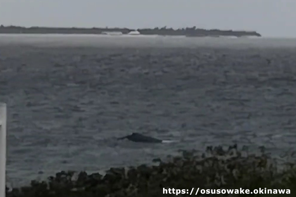 美ら海水族館敷地内（アクアタウン付近）で見たクジラ