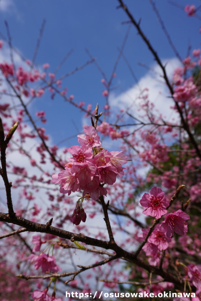 沖縄の桜