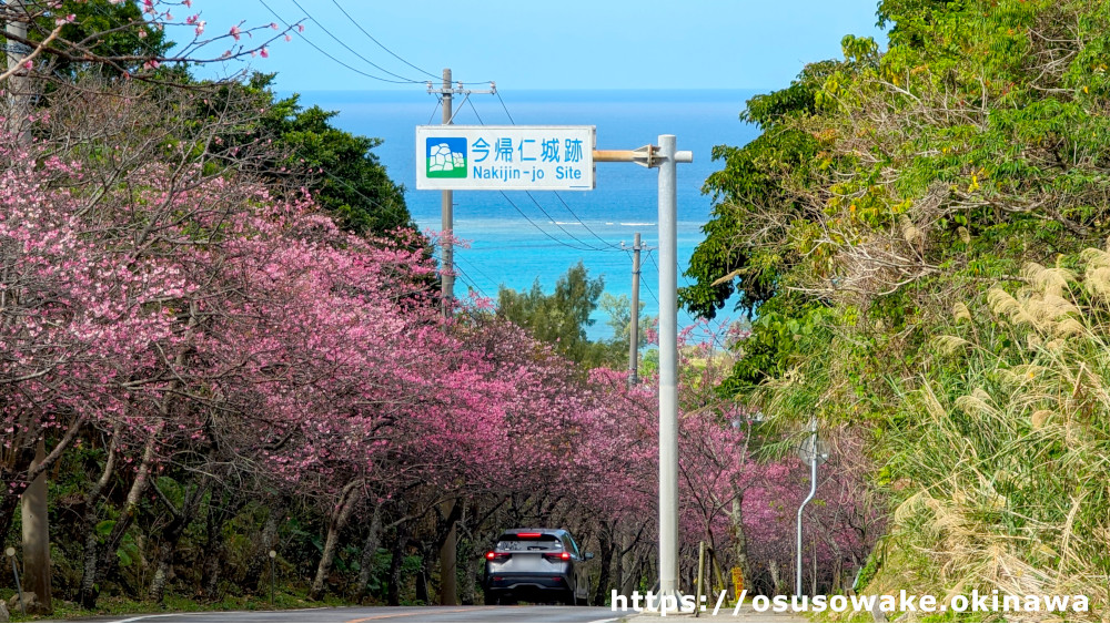 今帰仁グスク桜祭り有名な写真撮影スポット