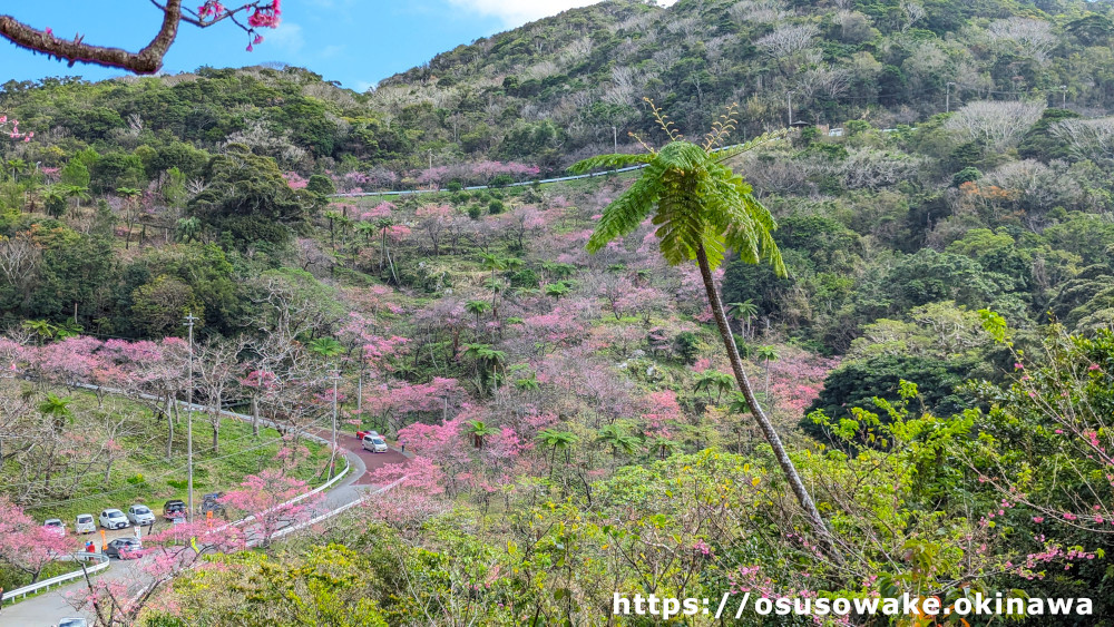 沖縄の桜と南国の植物たち