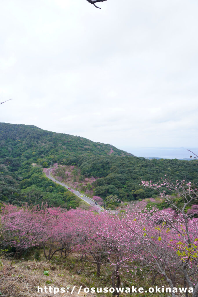 八重岳の桜と海と一緒に見れる