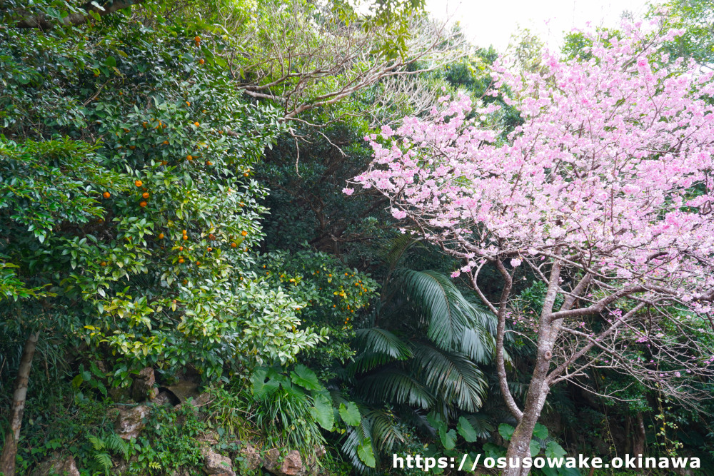 沖縄の桜と完熟シークワーサー