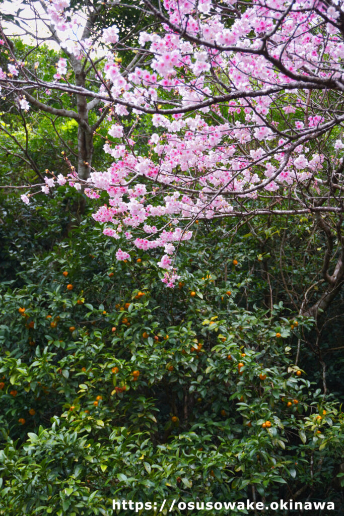 沖縄の桜と完熟シークワーサー