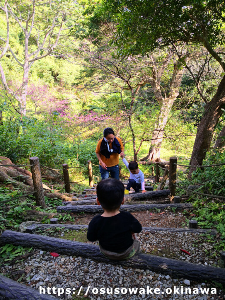八重岳桜の森公園の遊歩道でハイキング