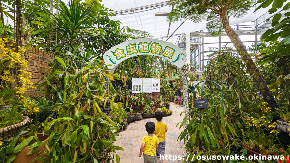 沖縄海洋博公園「熱帯ドリームセンター」食虫植物展