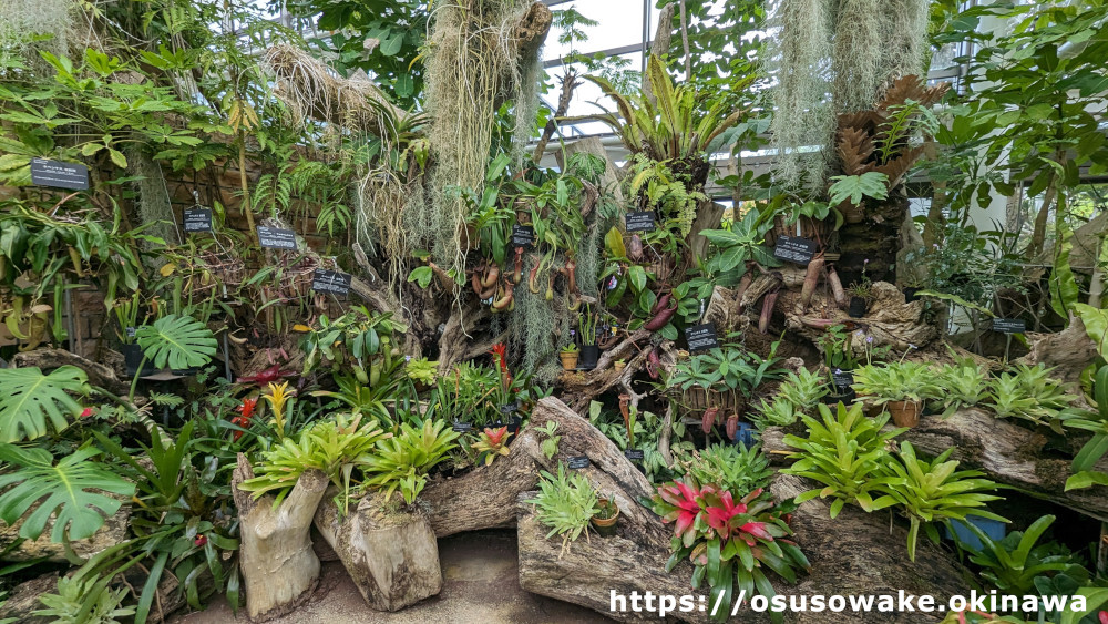 沖縄海洋博公園「熱帯ドリームセンター」食虫植物展