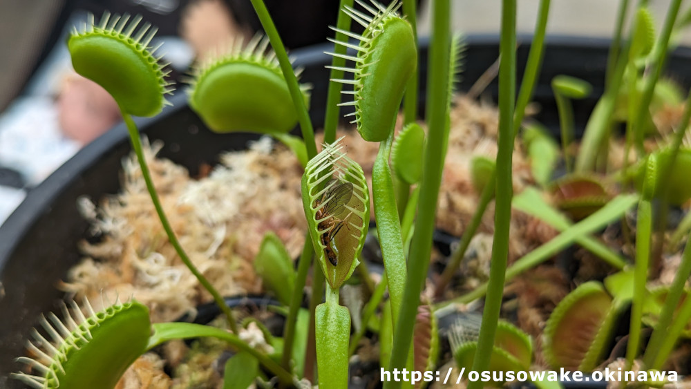 沖縄海洋博公園「熱帯ドリームセンター」食虫植物展