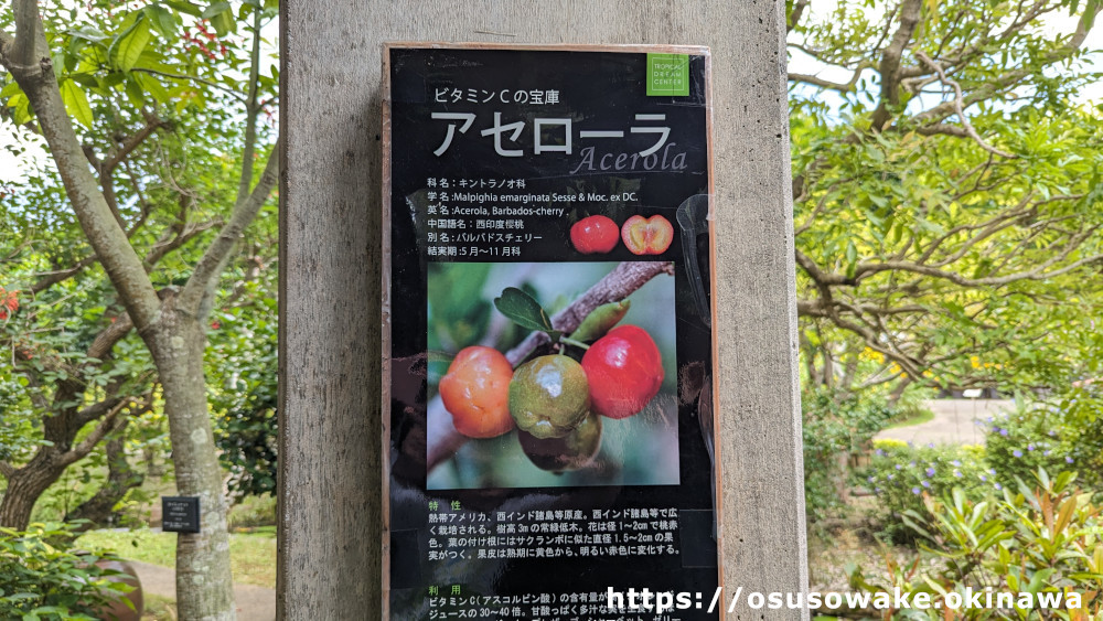 沖縄海洋博公園「熱帯ドリームセンター」アセロラ