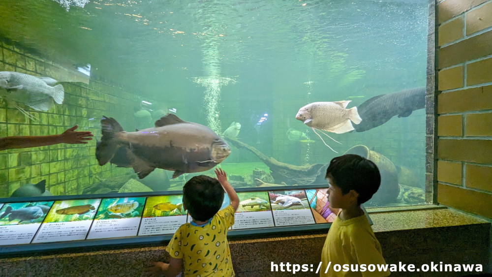 沖縄海洋博公園「熱帯ドリームセンター」アマゾン川の魚たち