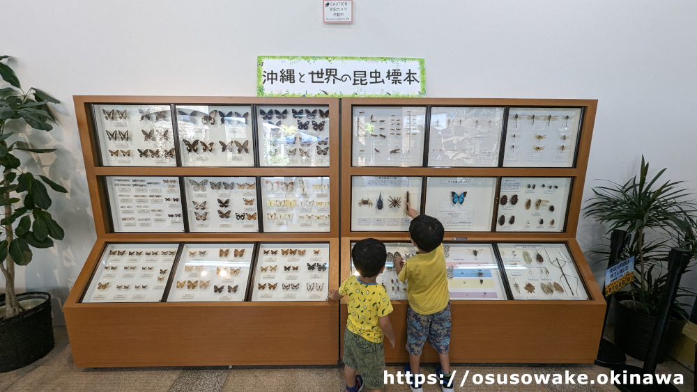 沖縄海洋博公園熱帯ドリームセンター沖縄と世界の昆虫展「蝶々や昆虫の標本」