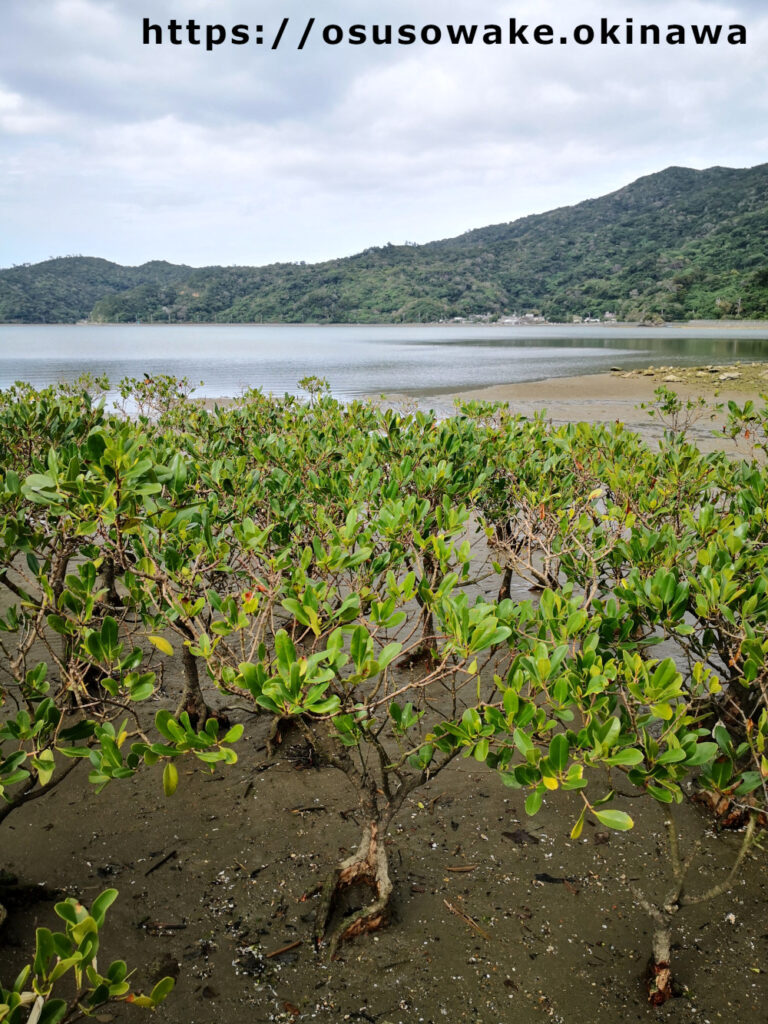 大宜味村塩屋湾