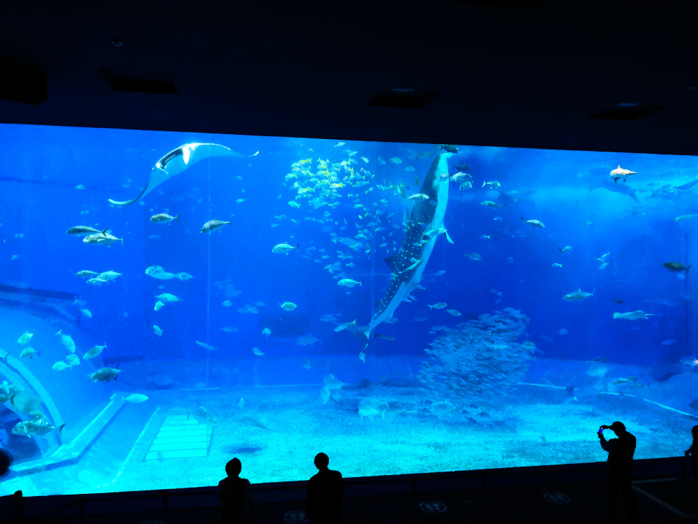 沖縄美ら海水族館のジンベエザメ