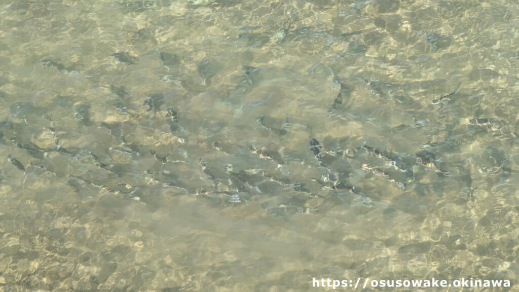 沖縄県今帰仁村古宇利大橋から見た沖縄の魚の群れ