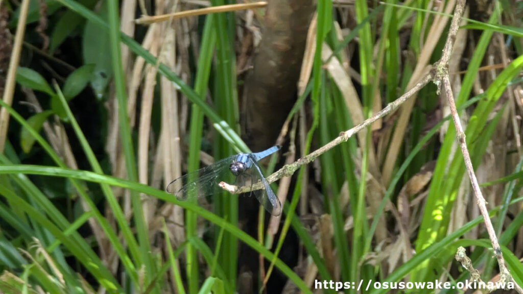 沖縄県名護市轟の滝公園の昆虫（シオカラトンボ？）