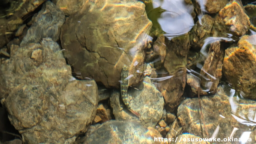 沖縄県名護市轟の滝公園の川の魚（キバラヨシノボリ？）