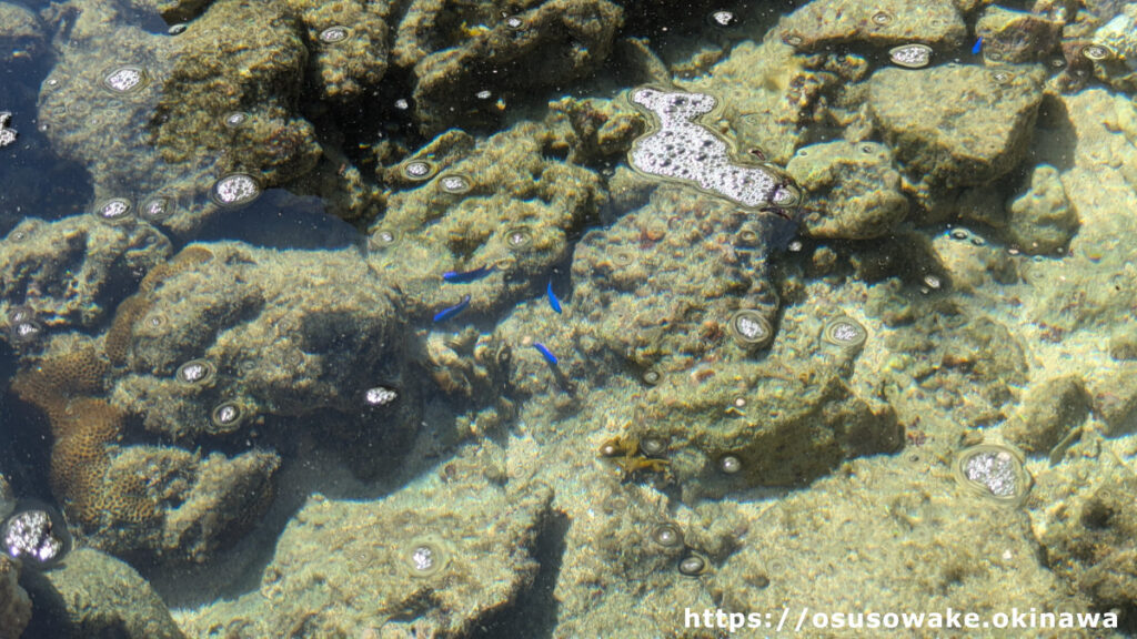 沖縄県今帰仁村古宇利島（恋の島）のティーヌ浜とハートロックには熱帯魚がいっぱい