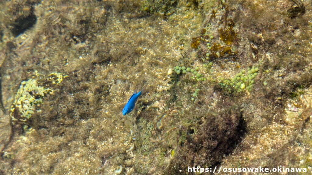 沖縄県今帰仁村古宇利島（恋の島）のティーヌ浜とハートロックには熱帯魚がいっぱい