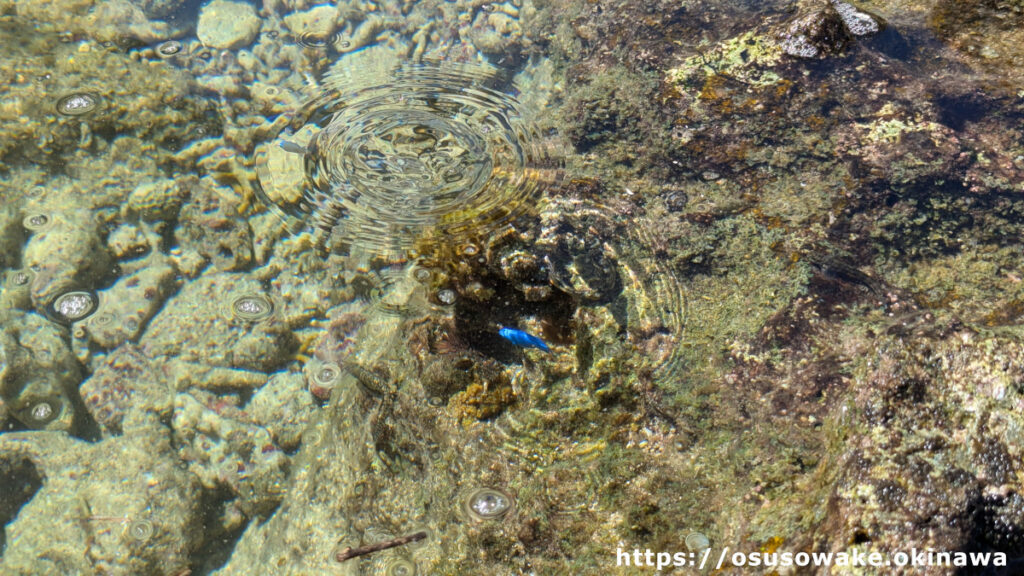 沖縄県今帰仁村古宇利島（恋の島）のティーヌ浜とハートロックには熱帯魚がいっぱい