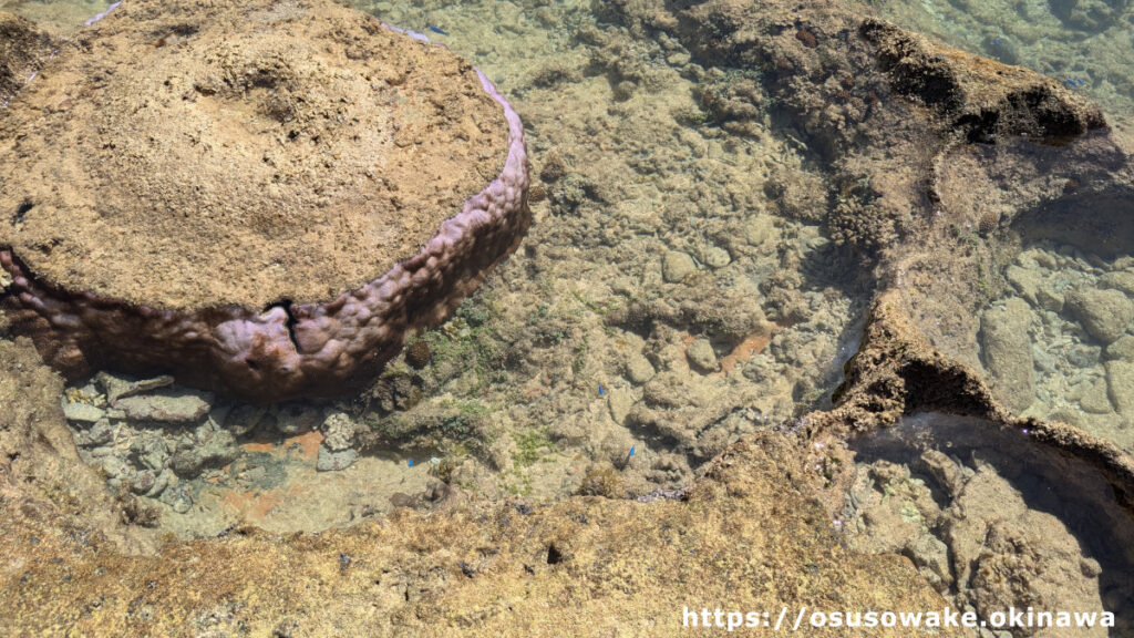 古宇利島トケイ浜隣りの天然ビーチの潮溜りには熱帯魚とサンゴがいっぱい