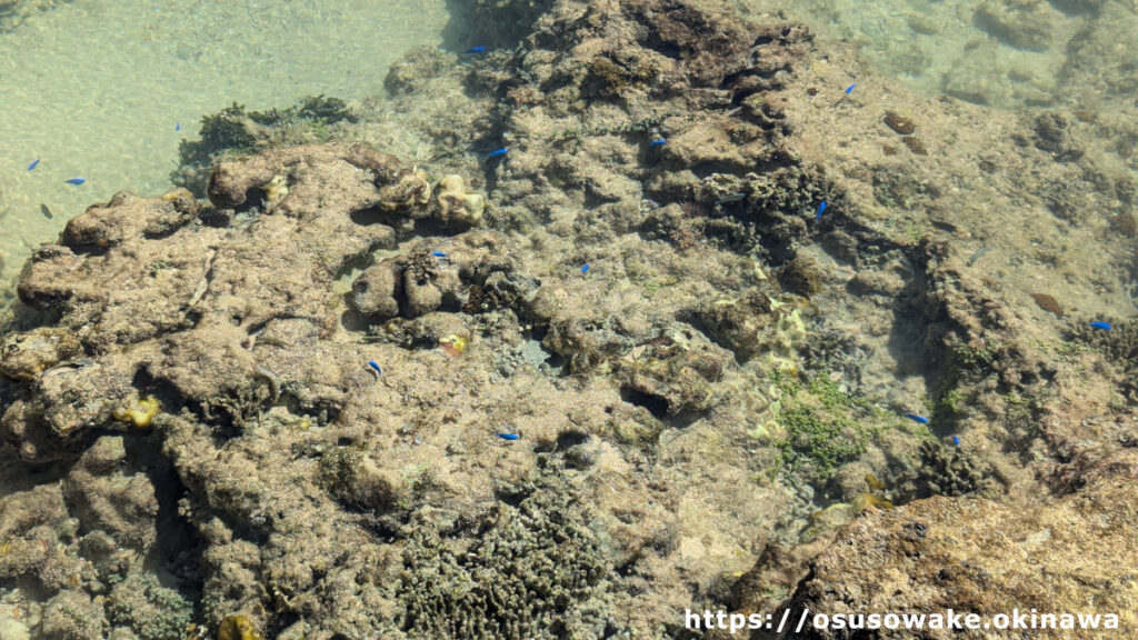 古宇利島トケイ浜隣りの天然ビーチの潮溜りには熱帯魚とサンゴがいっぱい