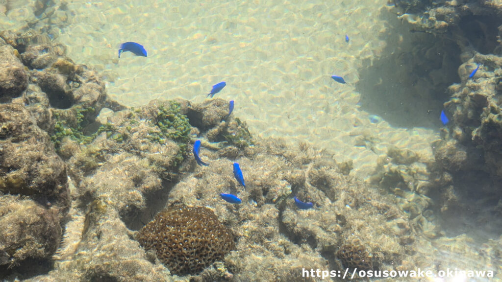 沖縄県今帰仁村古宇利島の穴場シュノーケリングスポット、トケイ浜