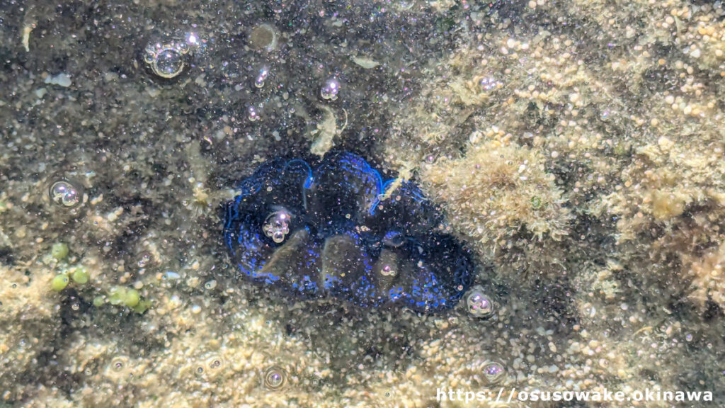 古宇利島トケイ浜隣りの天然ビーチの潮溜りにたシャコ貝